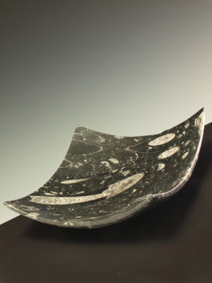 Orthoceras Fossil Sushi Plate